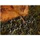 leaf & water