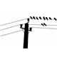 Collective voice