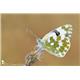 Pontia daplidice