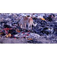 king of the garbage