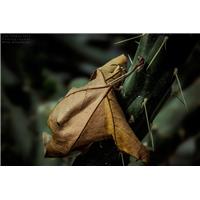 وقتي شکنجه گر تويي شکنجه اشتباه نيست...