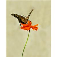 اولين پروانه