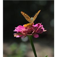 عشق جاودانه