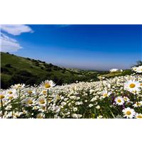 دشت بابونه ها