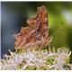 Butterfly 5