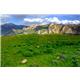 بهار کوهستان