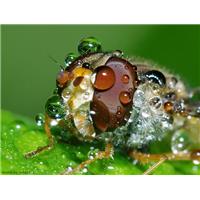 خیس