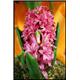 Hyacinth