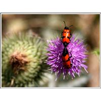 ئی عکاسه اومد دوباره