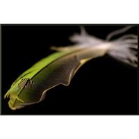 Feather II