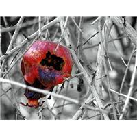 پوسیده از درون