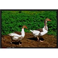 من، تو و زندگي