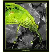 Color Of Life
