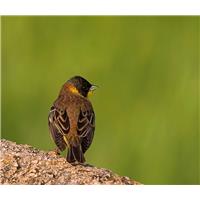 نغمه صبحگاهی