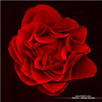 Flower for Love
