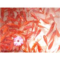 ماهی قرمز