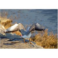 GULL