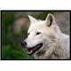 Arctic Wolf