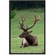 Red Deer