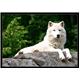 Arctic Wolf