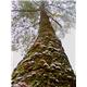 snow 1
