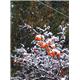 snow 3