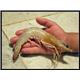 Shrimp