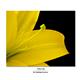 Yellow lily