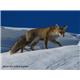 روباه